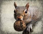 Gray Squirrel With Nut by Jai Johnson