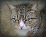 Gray Tabby Cat Portrait by Jai Johnson