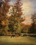 Grazing In Autumn by Jai Johnson