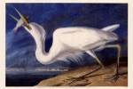 Great Blue Heron by John Woodhouse Audubon