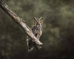 Great Horned Owl At Shiloh by Jai Johnson
