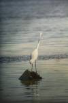 Great White Egret At Sunrise by Jai Johnson