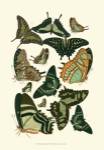 Green Butterfly Study by Vision Studios