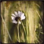 Green I by Ingrid Blixt