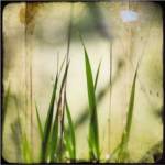 Green II by Ingrid Blixt