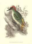 Green Woodpecker by Sir William Jardine