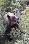 Grizzly bear in Kootenay National Park, Canada by Diane Johnson / Danita Delimont