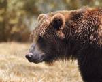 Grizzly Watch by Jai Johnson