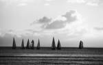 Group of Sailboats Sailing in the Sea