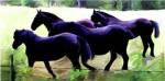 Guilford Horses II by Robert Mc Clintock