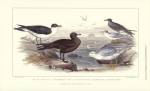 Gulls & Terns by J. Stewart
