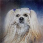 Handsome Lhasa Apso by Jai Johnson