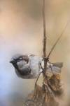Hanging On Sparrow by Jai Johnson