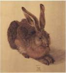 Hare by Albrecht Durer
