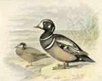 Harlequin Duck by F.W. Frohawk