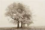 Harmony in Fog by Igor Svibilsky
