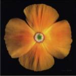 Harold Feinstein - CALIFORNIA POPPY Size 11x14 by Harold Feinstein