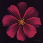 Harold Feinstein - COSMOS Size 11x14 by Harold Feinstein