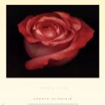 Harold Feinstein - ROMANCE Size 14x11 by Harold Feinstein