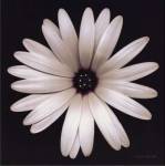 Harold Feinstein - SUNSCAPE DAISY Size 11x14 by Harold Feinstein