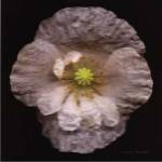 Harold Feinstein - WHITE POPPY Size 11x14 by Harold Feinstein