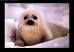 Harp Seal Pup by Gerry Ellis