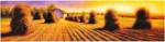 Harvest by David Wander
