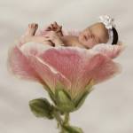 Haskell Softwash Flower II by Tanya Hovey