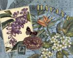 Havana by Pamela Gladding