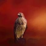 Hawk On A Hot Day by Jai Johnson