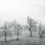 Haze in Champagne II by Golie Miamee