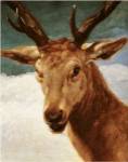 Head of a Stag, 1634 by Diego Velazquez