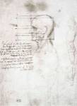 Head of an Old Man in Profile by Leonardo da Vinci