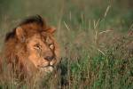 Head of Male African Lion, Tanzania by Dee Ann Pederson / Danita Delimont