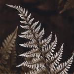 Heathers Feathers by Stephen Mitchell