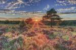 Heathland Sunset by Assaf Frank