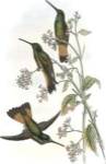 Helianthea Dichroura/Hummingbirds by John Gould