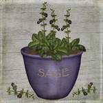 Herb Sage by Beth Albert