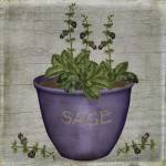 Herb Sage by Beth Albert
