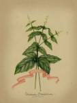 Herb Series IV by Jennifer Goldberger