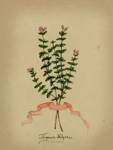 Herb Series VI by Jennifer Goldberger