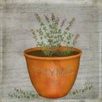 Herb Thyme by Beth Albert