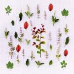 Herbs by Ata Alishahi