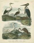 Heron & Crane Species I by Sydenham Edwards
