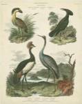 Heron & Crane Species II by Sydenham Edwards