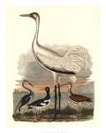 Heron Family III by A. Wilson