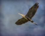 Heron Overhead by Jai Johnson