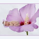 Hibiscus by Tanya Hovey
