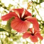 Hibiscus by Flowerphotos