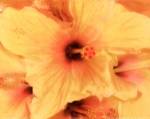 Hibiscus Cluster I by Karol King